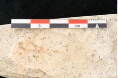 Foto (Detailansicht) von Myrsine selenes Unger (NHMW-GEO-2024-0188-8159)